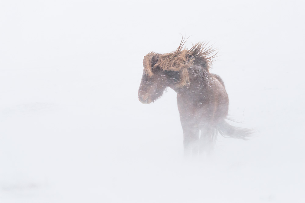Cheval islandais dans la tempête © Samy Berkani