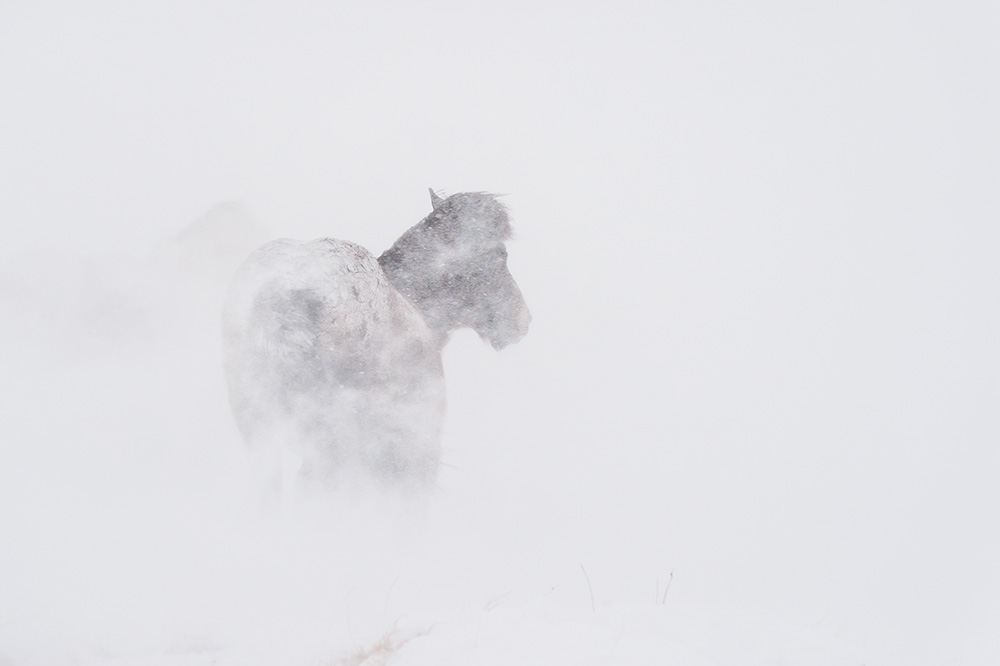 Cheval Islandais dans le blizzard © Samy Berkani