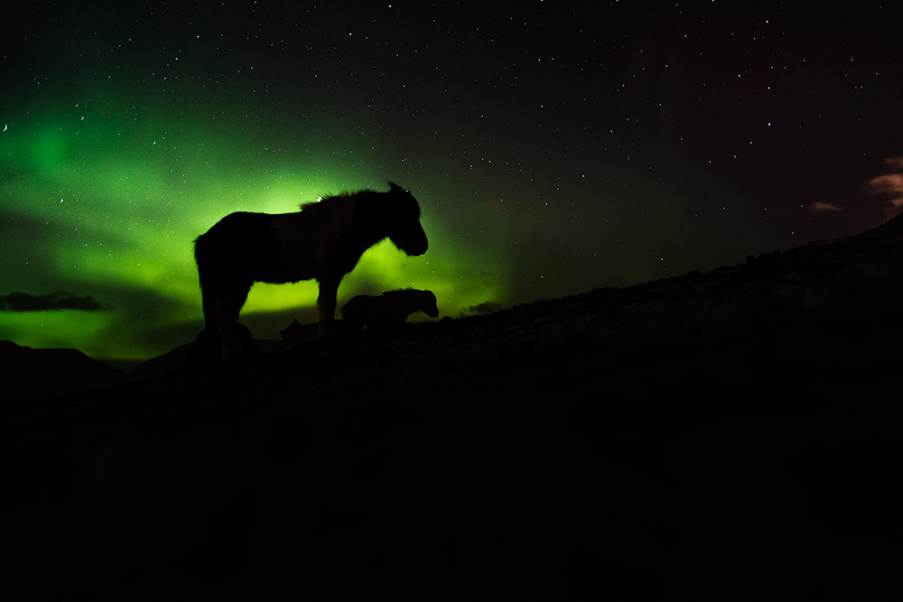 Cheval islandais sous une aurore boréale © Samy Berkani
