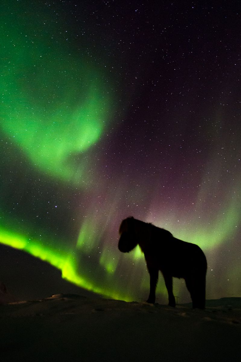 Cheval islandais sous une aurore boréale © Samy Berkani