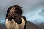 Hestur, Cheval en terre d'Islande